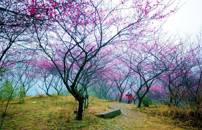 1543299384595061292.jpg 桃园七里1 (6)吴铁鸣13157040911_副本.jpg