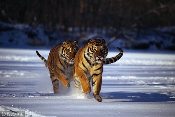 1547429065965014203.jpeg 5c3b2f01a3106c65fff4fcfc.jpeg