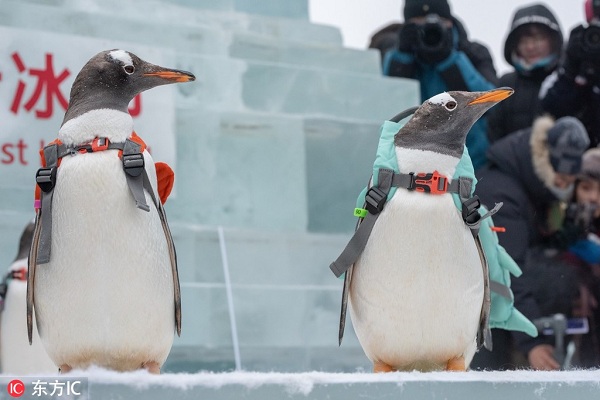 1547602631190073129.jpeg 5c3d778ca3106c65fff5786e.jpeg