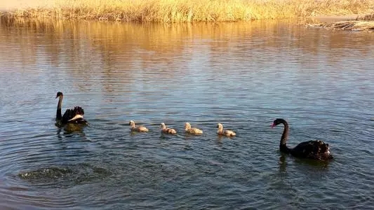 1548985060387007911.jpg shili1.webp.jpg