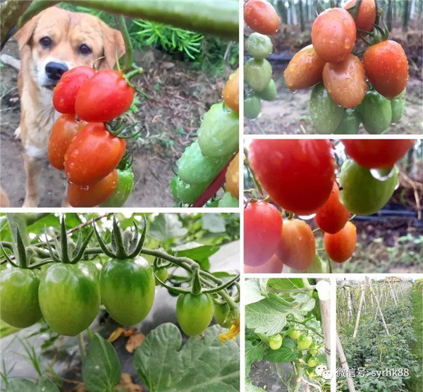 1548985252819070581.jpg shili4.webp_副本.jpg