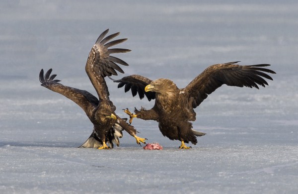 1551405614570061367.jpg 286ed488c82d1de1edca5a.jpg