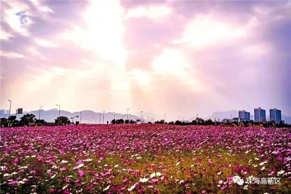 1553477955651058946.jpg gxq4.webp_副本.jpg