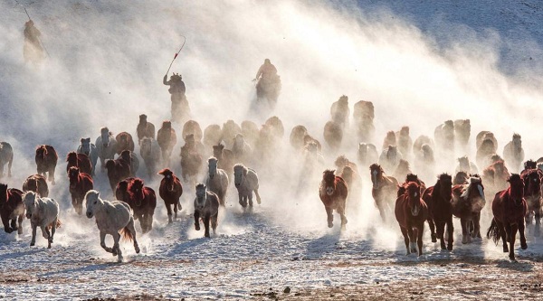 1550019245734094989.jpeg herdsman.jpeg