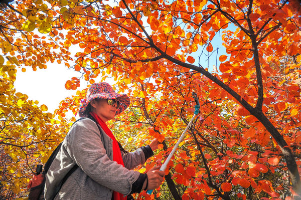 1537864790148011154.jpg 5ba83e52a310c4ccaa00794d.jpg