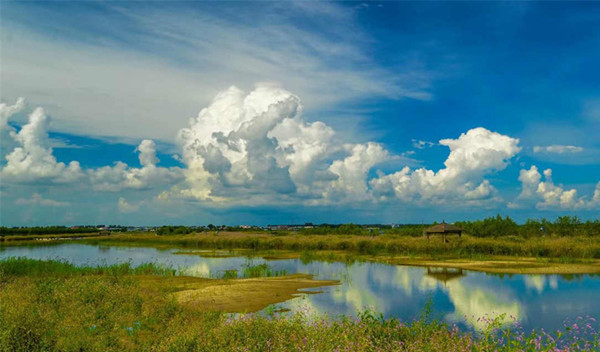 1533020494822077965.jpg 湿地_副本.jpg