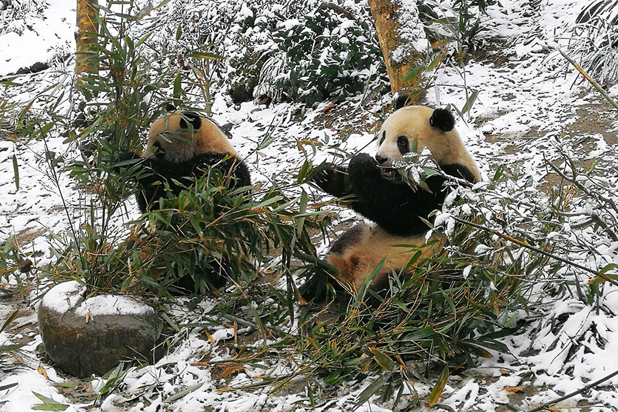 1546933258559047581.jpg 5c33e834a310686029def0c8.jpg