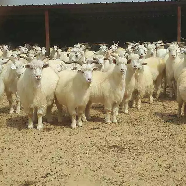 1554098199452063852.jpg 1.jpg