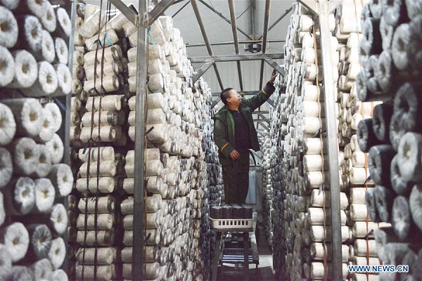 1555635016899032743.jpg 蘑菇1.jpg