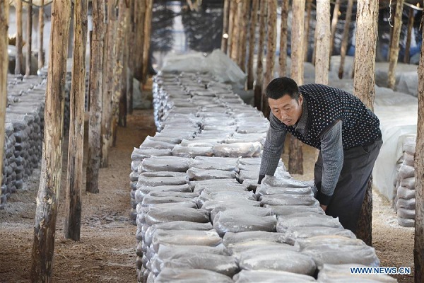 1555635244639020540.jpg 蘑菇3.jpg