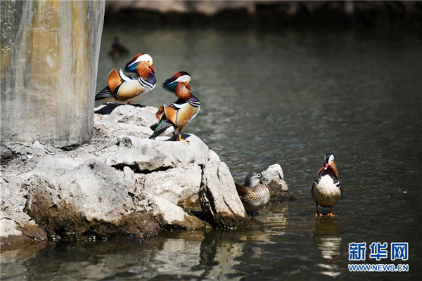 1555636222340051157.jpg 86607bbfce84fd1a98b93fafba94bf39.jpg