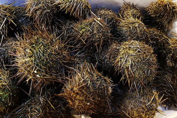 1555294176312059825.jpg 617220537499517095.jpg