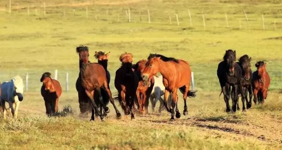 1556101158029013352.jpg 1.jpg