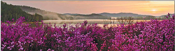 1556265539270046079.jpg bloom.jpg