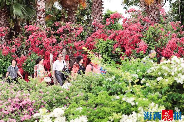 1524732837411097466.jpg 环岛南路黄厝附近,目之所及皆繁花。.jpg