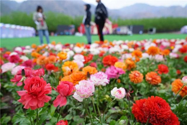 1557302186019072545.jpg 5243fbf2b2119313b8bffabe0b5fb3d390238daf_副本.jpg