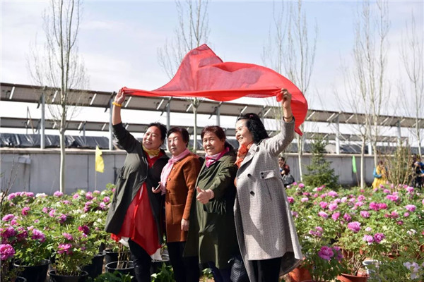 1524649426408014490.jpg 牡丹3.jpg