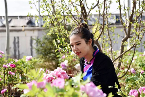 1524649452344045359.jpg 牡丹1.jpg