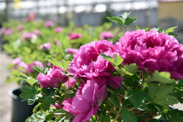 1524649462729032836.jpg 牡丹2.jpg