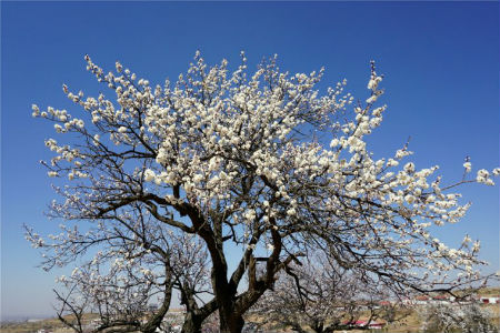 1523439077300052354.jpg xinghua.jpg