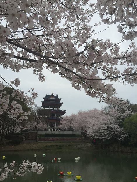 1557798146114062044.jpg 286ed488c7ce16ea0a9702.jpg