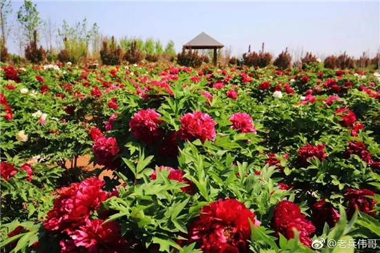 1557970040821064206.jpg 1557901455488055130.jpg