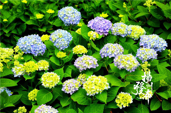 1558317012655026780.jpg 1557971326224094931.jpg