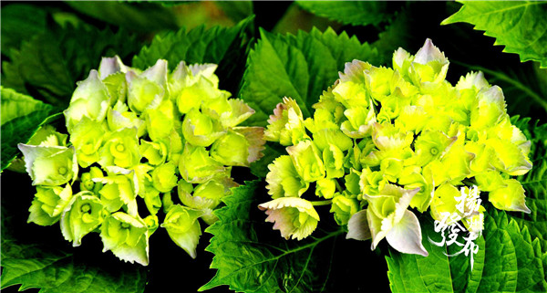 1558317053143099488.jpg 1557971368926044261.jpg