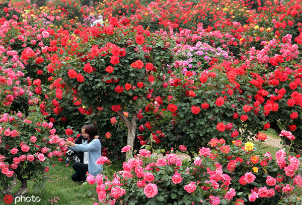 1558332716986071233.jpg 1_副本.jpg