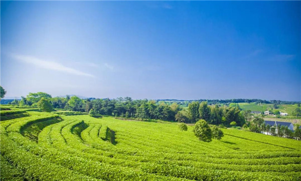 1558659745846065633.jpg 长沙1.jpg