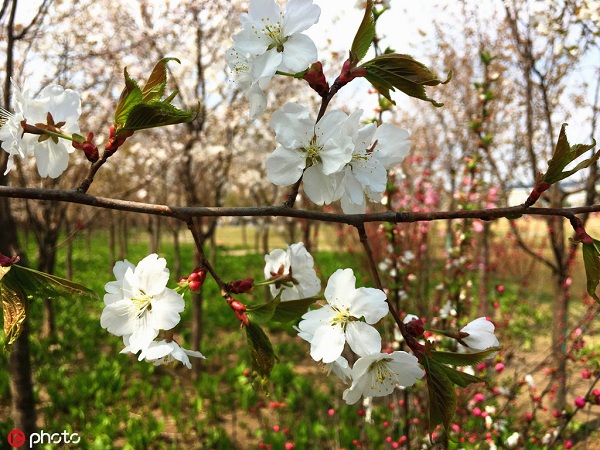 1559290857633081676.jpg 北山3.jpg