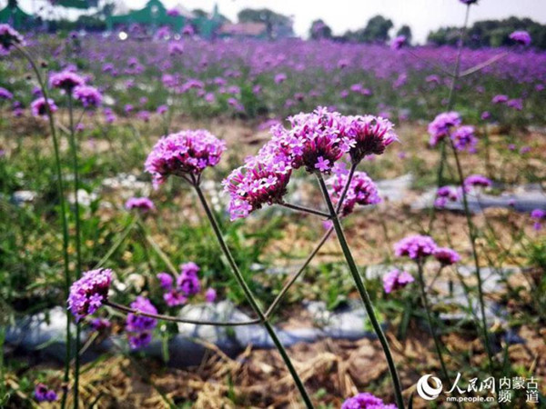 1561702421191078287.jpg 1_副本.jpg