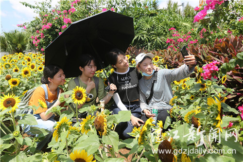 1561619899510097346.jpg 向日葵.jpg