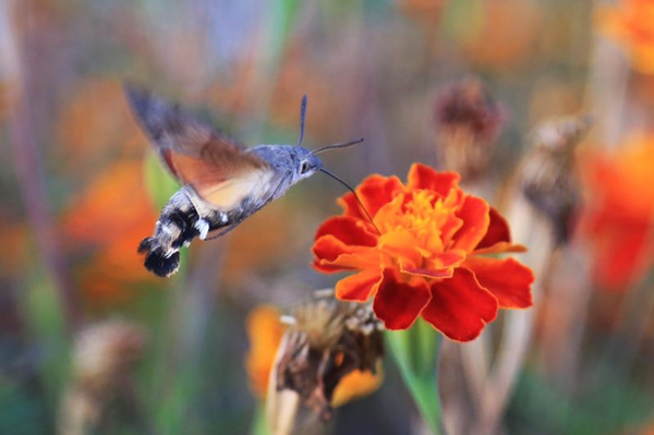 1570600910236033821.jpg pic(3)_副本.jpg