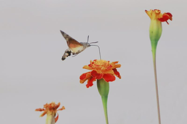 1570600934789081940.jpg pic(2)_副本.jpg