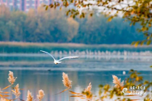 1571968446017040541.jpg 00300296549_0969c3ae_副本.jpg