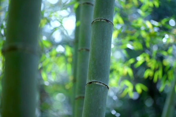 Amazing China: Sea of bamboo