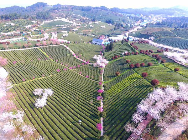 1585818772545042089.png 1.png