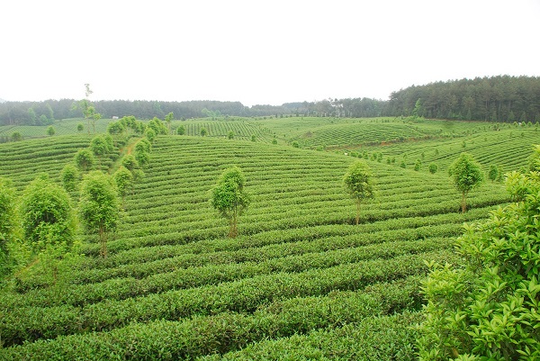 1587957620101011180.jpeg 5ea4f65fa310a8b2fa4098dc.jpeg