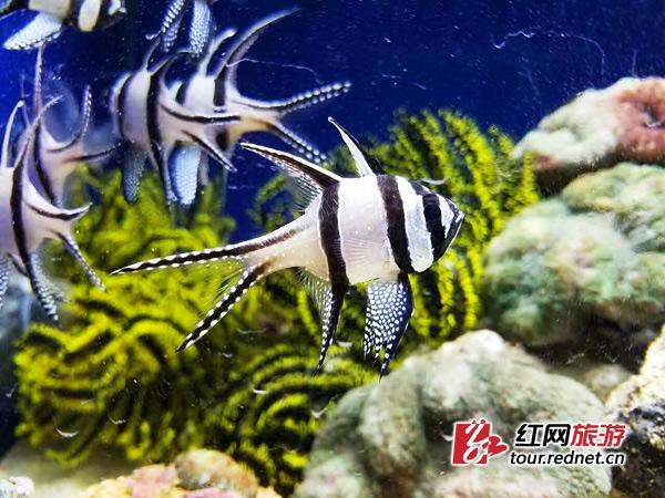 1554356677303064688.jpg 海洋馆.jpg