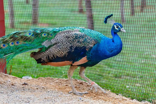 1650526395786089194.jpg 640 (1).jpg