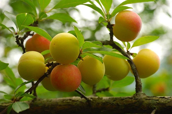 1658906514099023504.jpg 南丹黄腊李.jpg