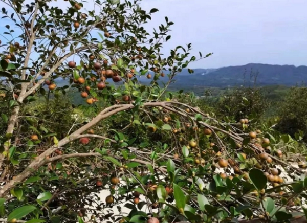 1667290796576001507.png 110102.png