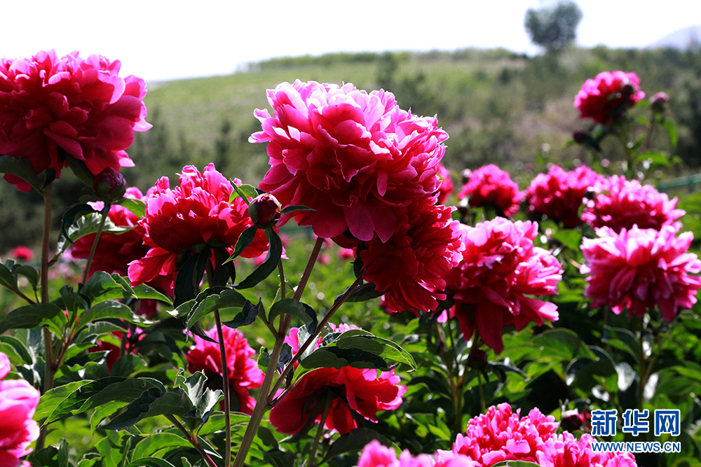 1559641903414076620.png 1559641903414076620.png