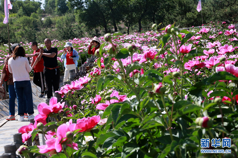 1559641974555081740.jpg 1559641974555081740.jpg