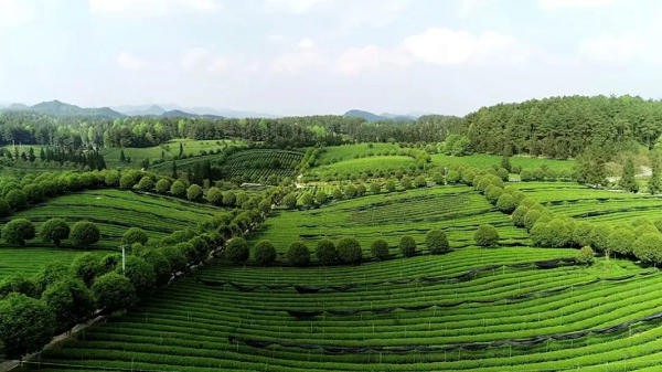 1673948947821077245.png 1331833148100946319.png