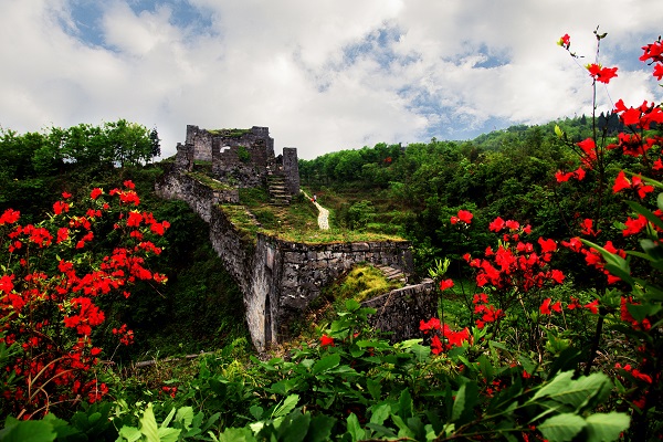 1683710275310082237.jpg 海龙屯 映山红.jpg