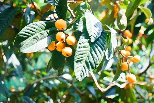 1685941858151059240.jpg 640 (1).jpg