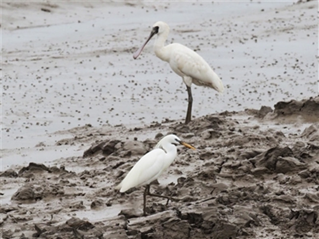 1686025737578064480.jpg 岱山黄嘴白鹭_副本.jpg