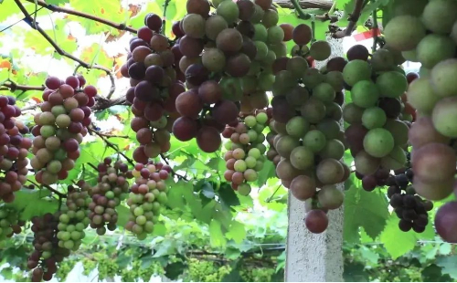 1688108000818035507.jpeg Grape 1.jpeg